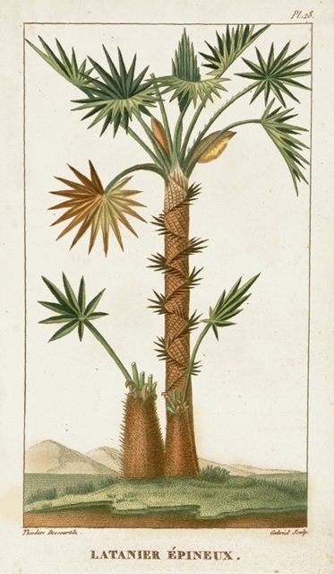 Turpin Exotic Palms I