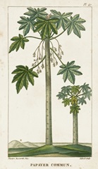 Turpin Exotic Palms II