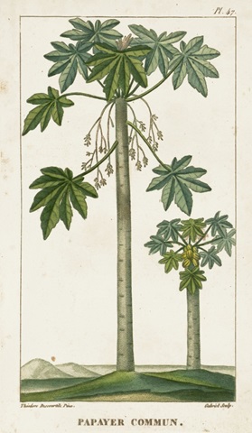 Turpin Exotic Palms II