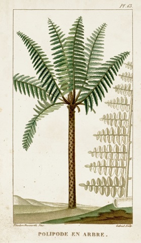 Turpin Exotic Palms III
