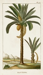 Turpin Exotic Palms IV