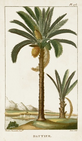Turpin Exotic Palms IV