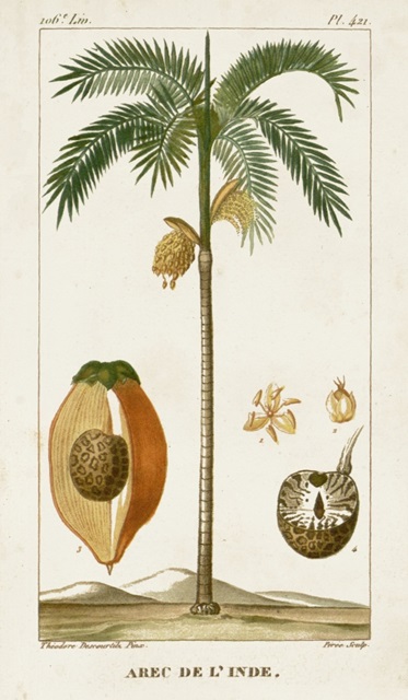 Turpin Exotic Palms V
