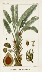 Turpin Exotic Palms VI