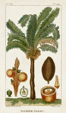 Turpin Exotic Palms VII