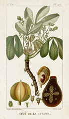 Turpin Exotic Palms VIII