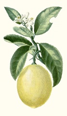 Turpin Fruit I