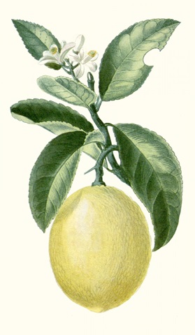 Turpin Fruit I
