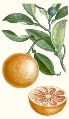 Turpin Fruit II