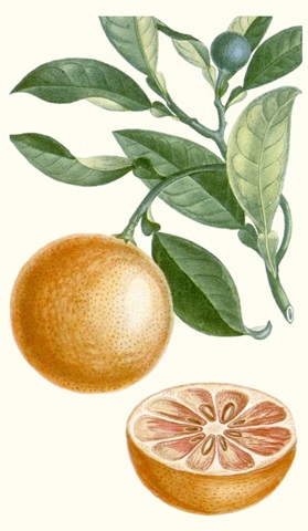 Turpin Fruit II