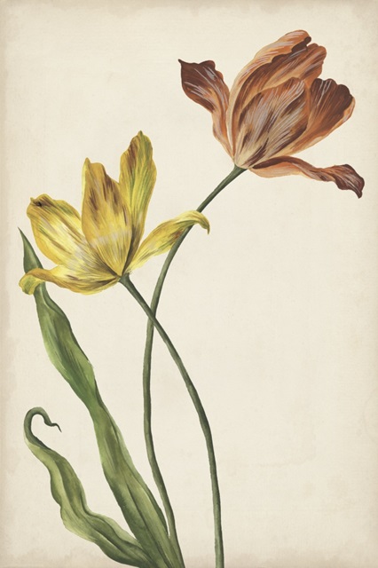 Two Tulips I