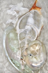 Underwater Light Waves VIII