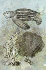 Underwater Sea Turtle II