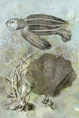 Underwater Sea Turtle II