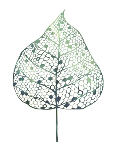 Veiled Leaf I