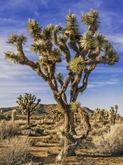 Views of Joshua Tree III