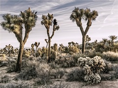 Views of Joshua Tree IX