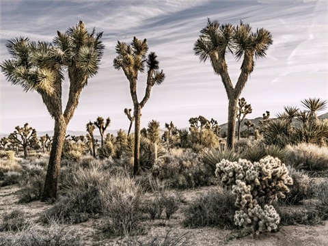 Views of Joshua Tree IX