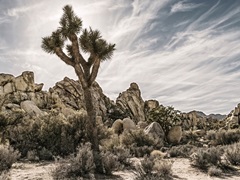 Views of Joshua Tree VIII