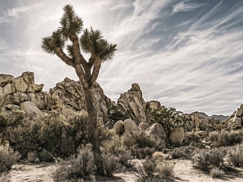 Views of Joshua Tree VIII
