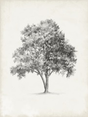 Vintage Arbor Study I