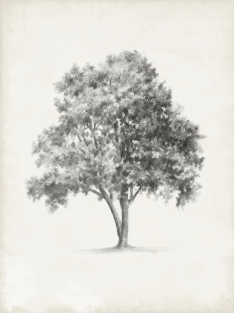 Vintage Arbor Study I