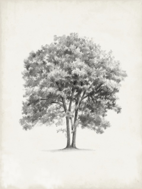 Vintage Arbor Study II