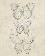 Vintage Butterfly Sketch I