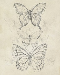 Vintage Butterfly Sketch II