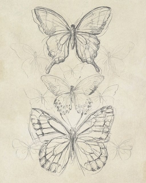 Vintage Butterfly Sketch II
