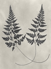 Vintage Fern Study I