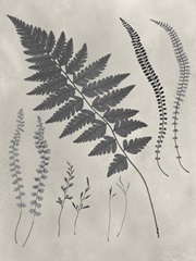 Vintage Fern Study II