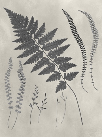 Vintage Fern Study II