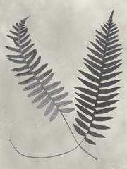 Vintage Fern Study III