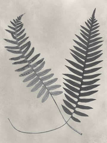 Vintage Fern Study III