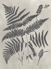 Vintage Fern Study IV