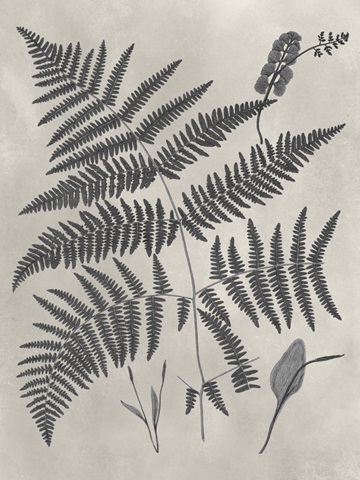 Vintage Fern Study IV