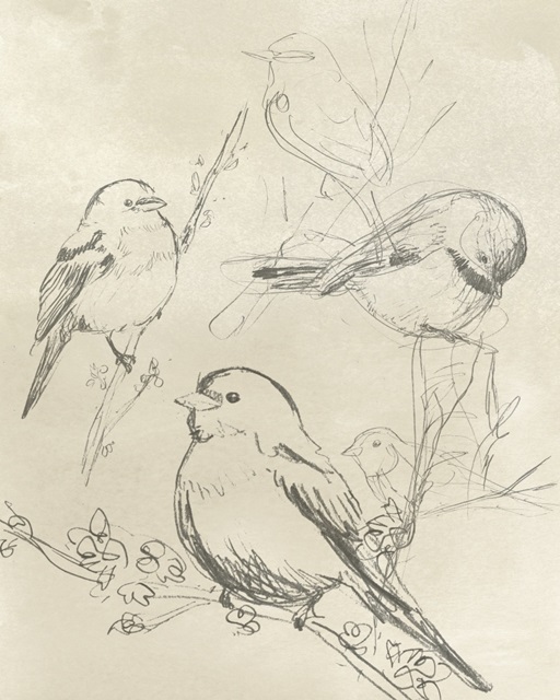 Vintage Songbird Sketch II