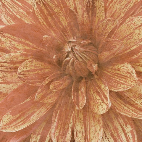 Wall Flower IX