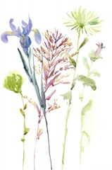Watercolor Floral Study III