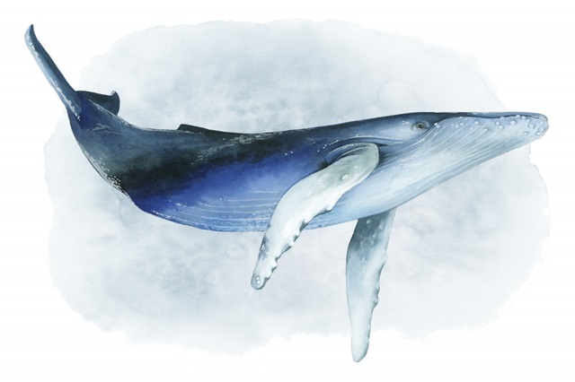 Watercolor Humpback I