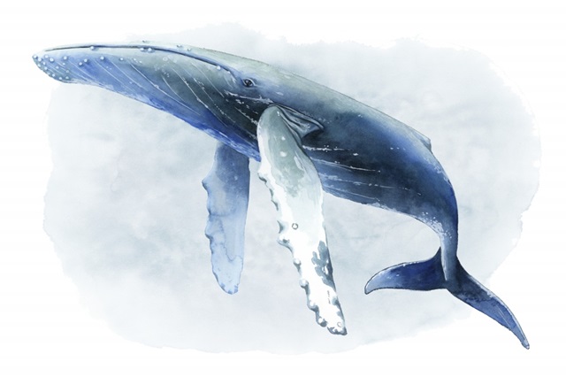 Watercolor Humpback II