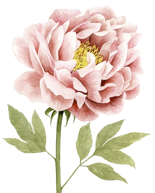 Watercolor Peony I