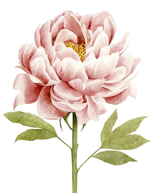 Watercolor Peony II