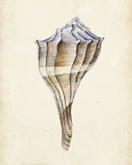 Watercolor Seashell I