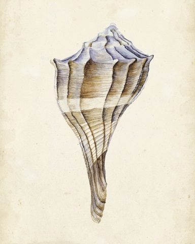 Watercolor Seashell I