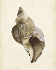 Watercolor Seashell II