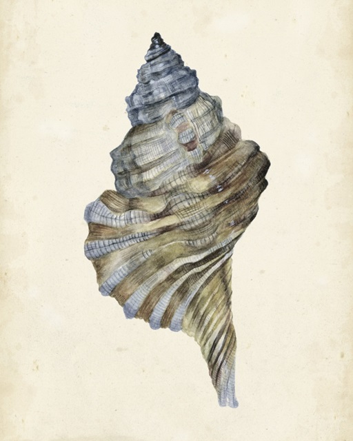 Watercolor Seashell III