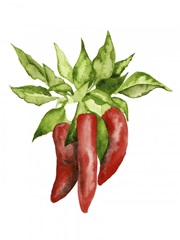 Watercolor Veggie II
