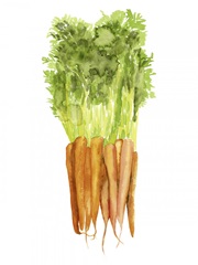 Watercolor Veggie III